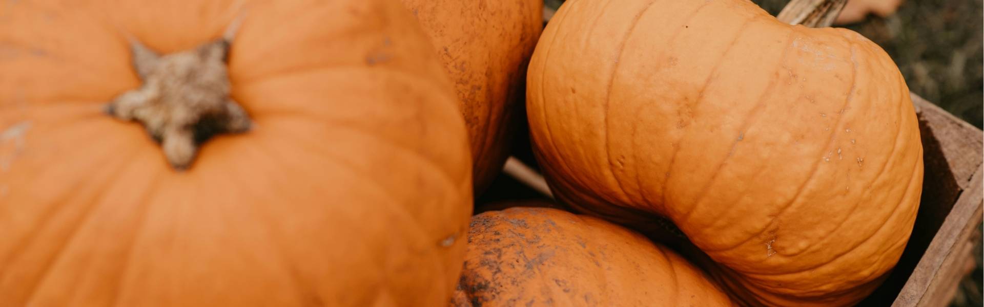pumpkin web