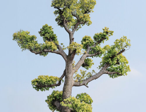 The Parable of the Talents | Why Playing It Safe Isn’t Faithfulness